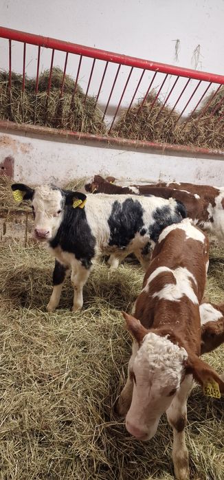 Cielęta mięsne Polskie