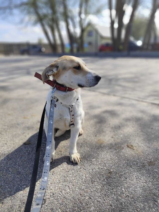 Młoda sunia mix jack russell terrier szuka spokojnego domu