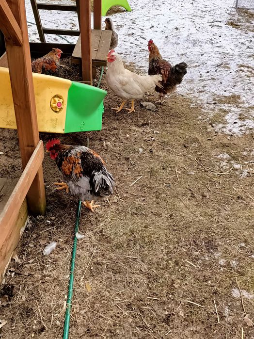 Sprzedam młode koguty z września oraz koguty ayan cemoni