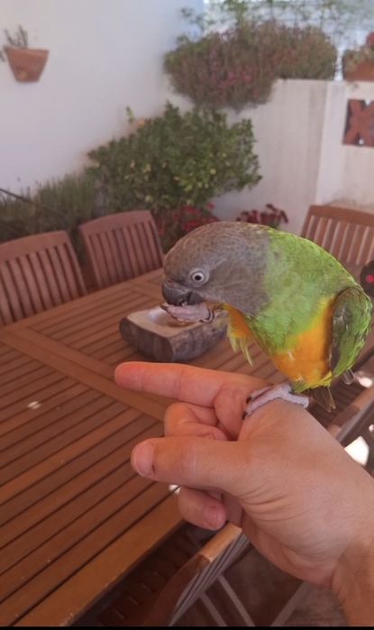 Papagaio do Senegal macho criado à mão + gaiola