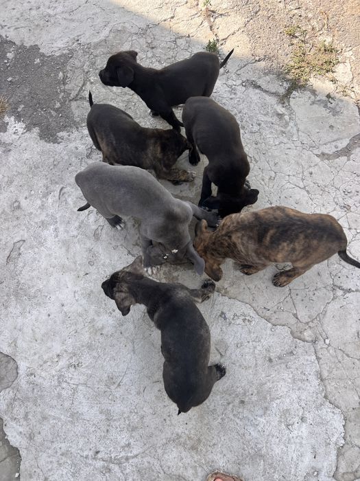 Цуценята Кане Корсо