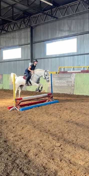 kobyłka, 15 lat, do sprzedaży