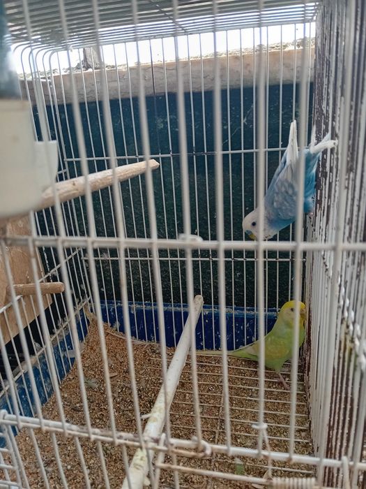 Aves de Bico Curvo (Ler Descrição)