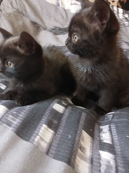 Чудові котики, шукають родину.і