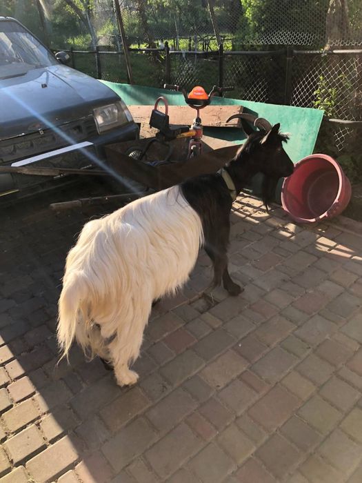 Продаємо козеняток в добрі руки