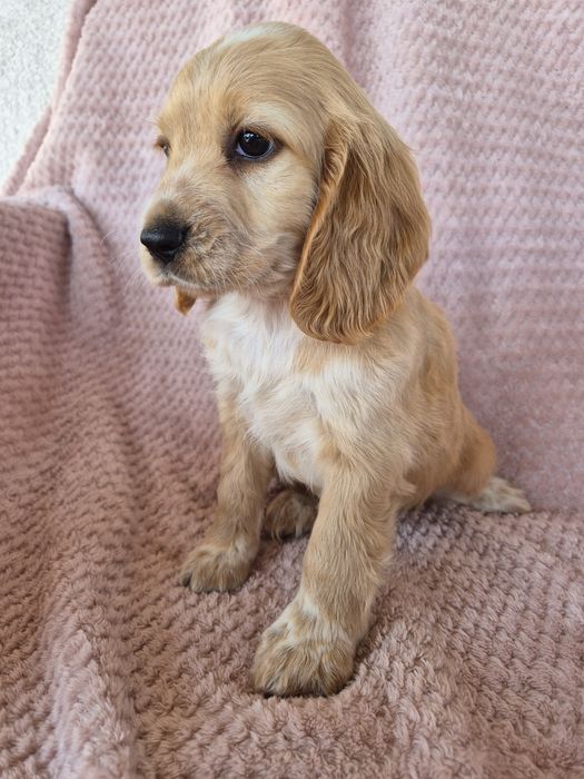 Cocker spaniel suczka 4