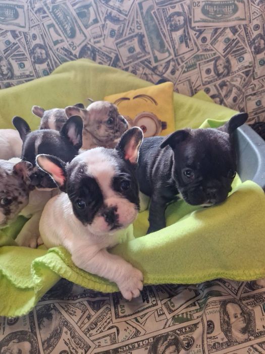 Французький бульдог