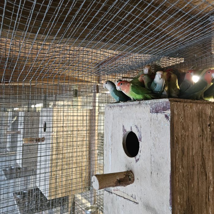 Nierozłączki papugi