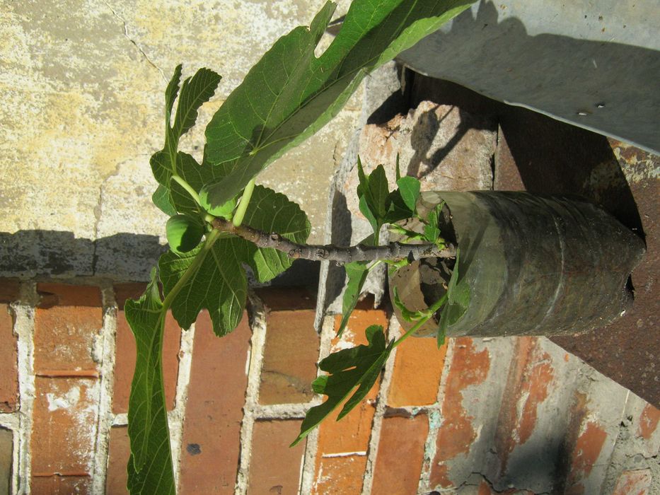 Инжир Комнатный "Подарок октября"