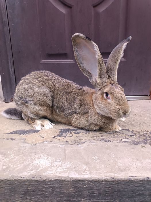 Продам  кроликів велетнів.