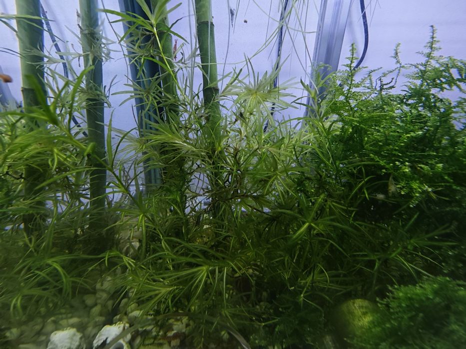Guppy Grass (Najas guadalupensis) – Planta Ideal para Alevins e Camarões!