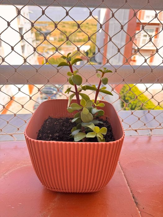 small jade succulent plant with a ribbed pot planta suculenta pequena com vaso canelado