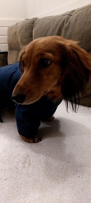 Зимова курточка для собак