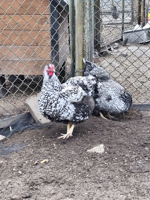 Sprzedam jaja lęgowe