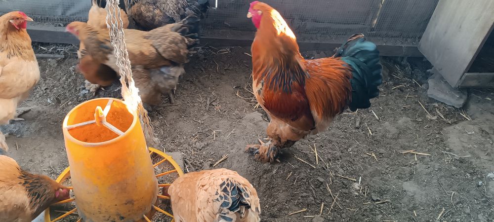 Jaja lęgowe brahma jajka Brahmy wysyłka kolumbijską duza