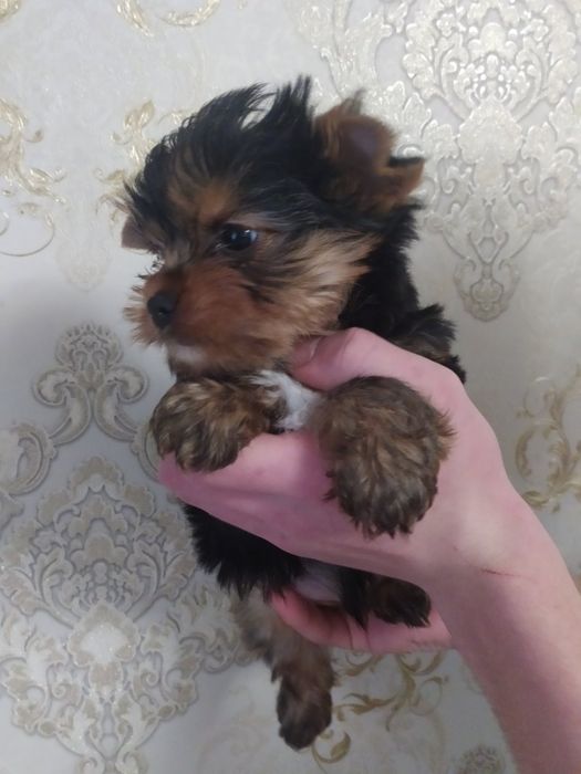 Шикарный мальчик йорк!