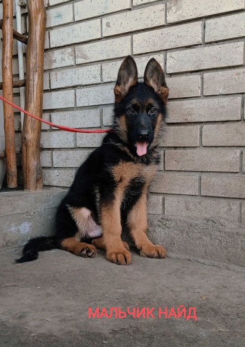 Немецкие овчарки с документами ксу