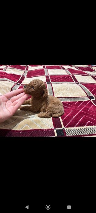 Продаються маленькі крихітки