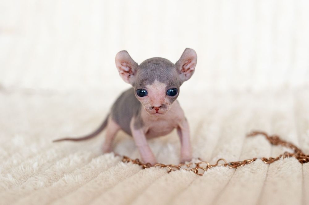 Сфинкс, канадский сфинкс, мальчик(есть девочка) 2мес, самостоятельный, проглистован