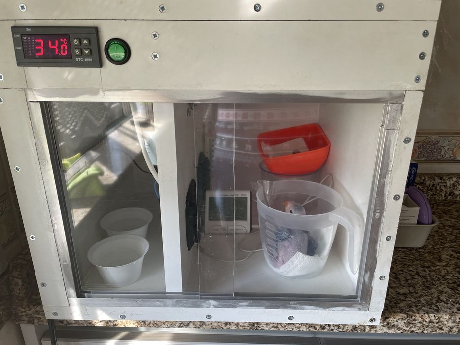 Maternidades para aves