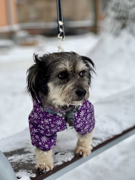 Мини-собачка девочка в добрые руки бесплатно ДНЕПР