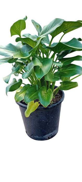 Planta jarro branco lirio calla, zantedeshia