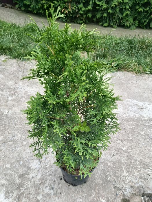 Туя.  брабант ... Колумна