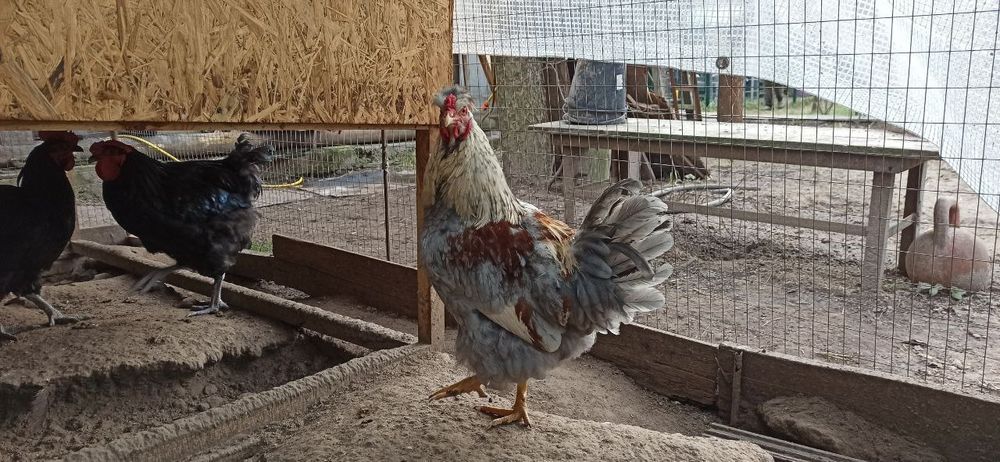 Домашні півні чубаті