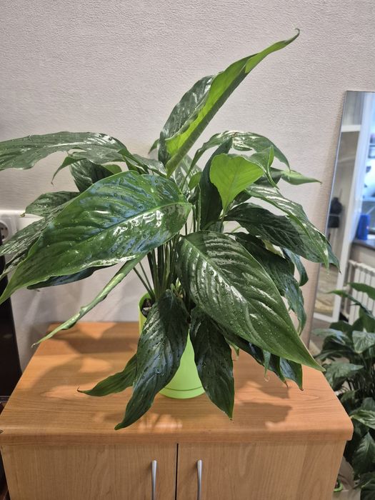 Спатифилиум комнатный цветок