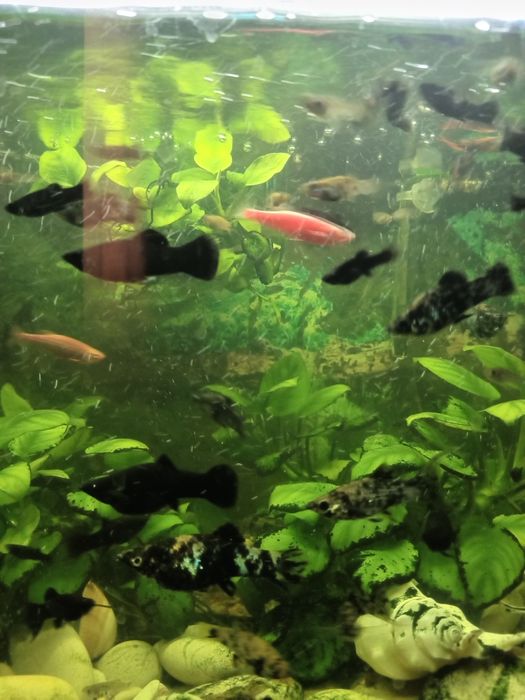 Рыбки Аквариумные моллинезия молинезии