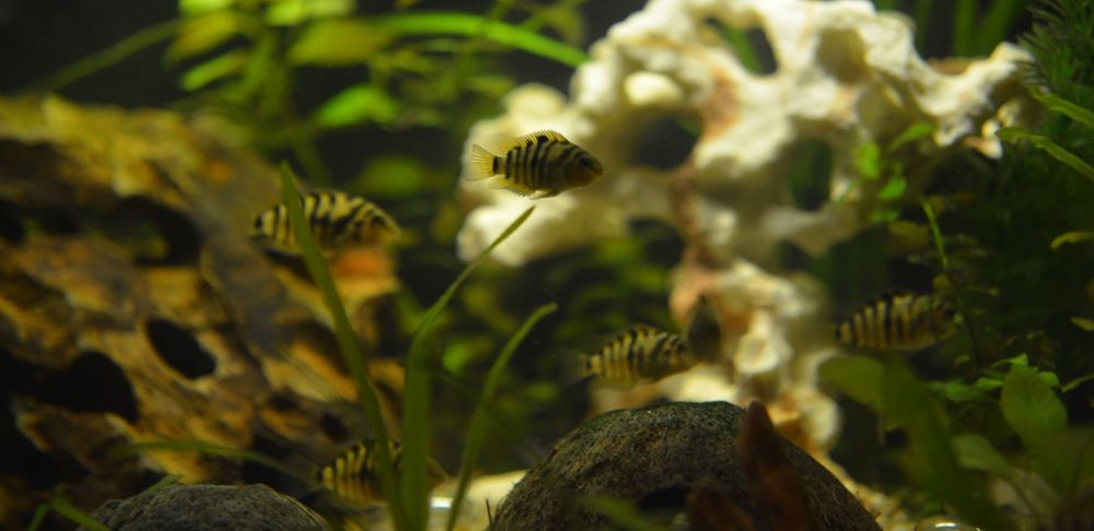 Sprzedam rybki Pielęgnice Zebry