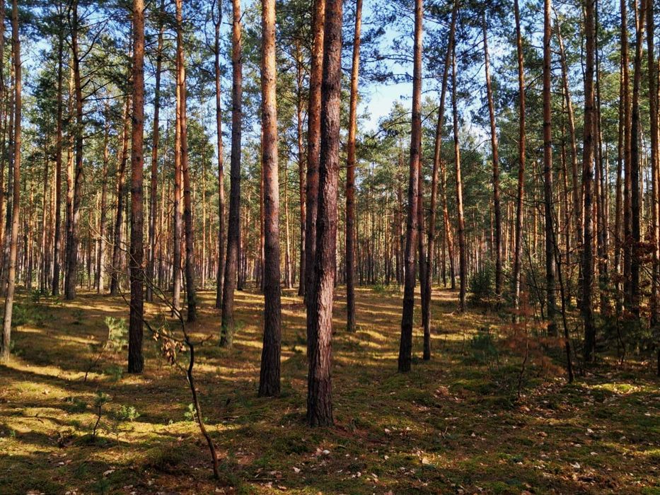 Ostoja przy Lesie | Domek z Sauną i Balią!