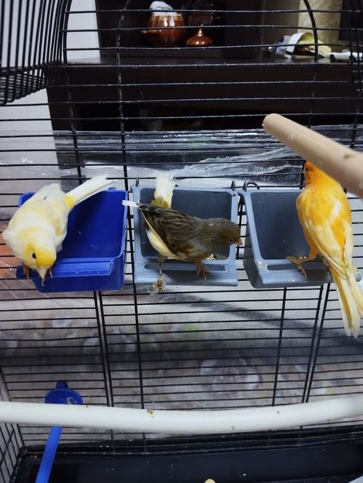 Канарейки молоденькие