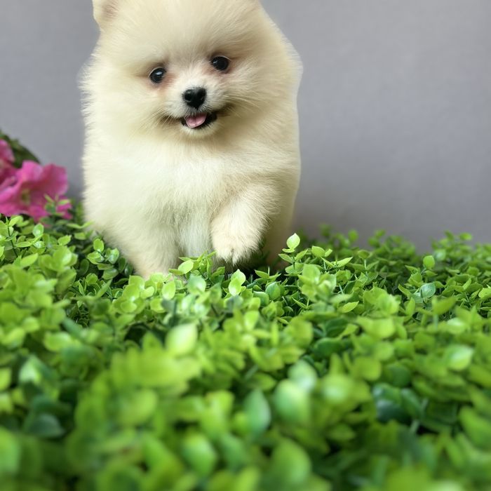 лялькова дівчинка тип ведмедик