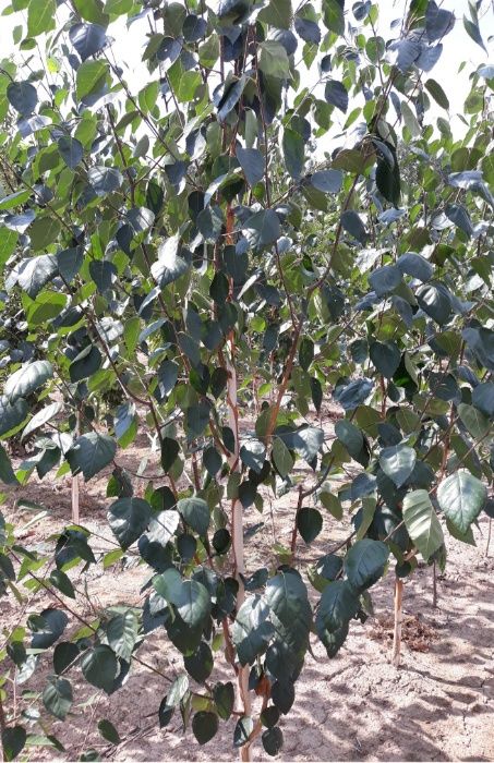 Brzoza pożyteczna, brzoza Dorenboos