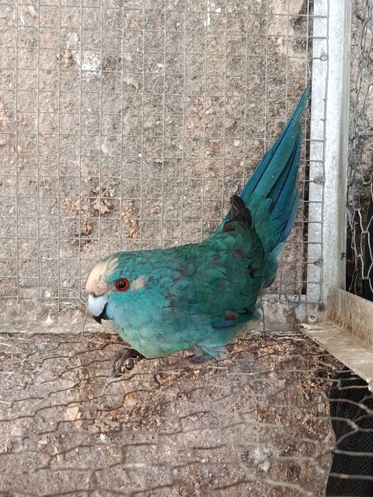 Agapornis Roseicoles e Kakarikis