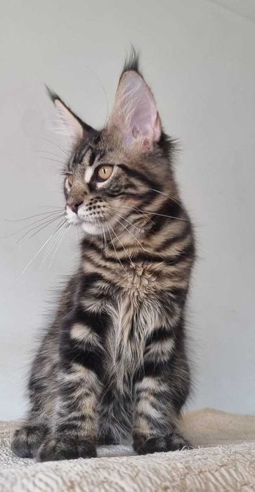 Gatinha Maine Coon