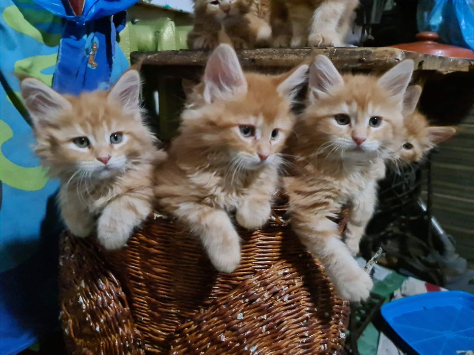 Котята мейн-кун, шикарные котята