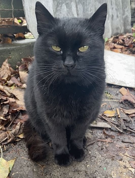 Терміново киця в пошуках домівки