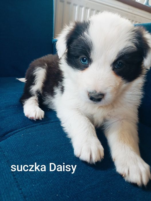 Border collie z rodowodem