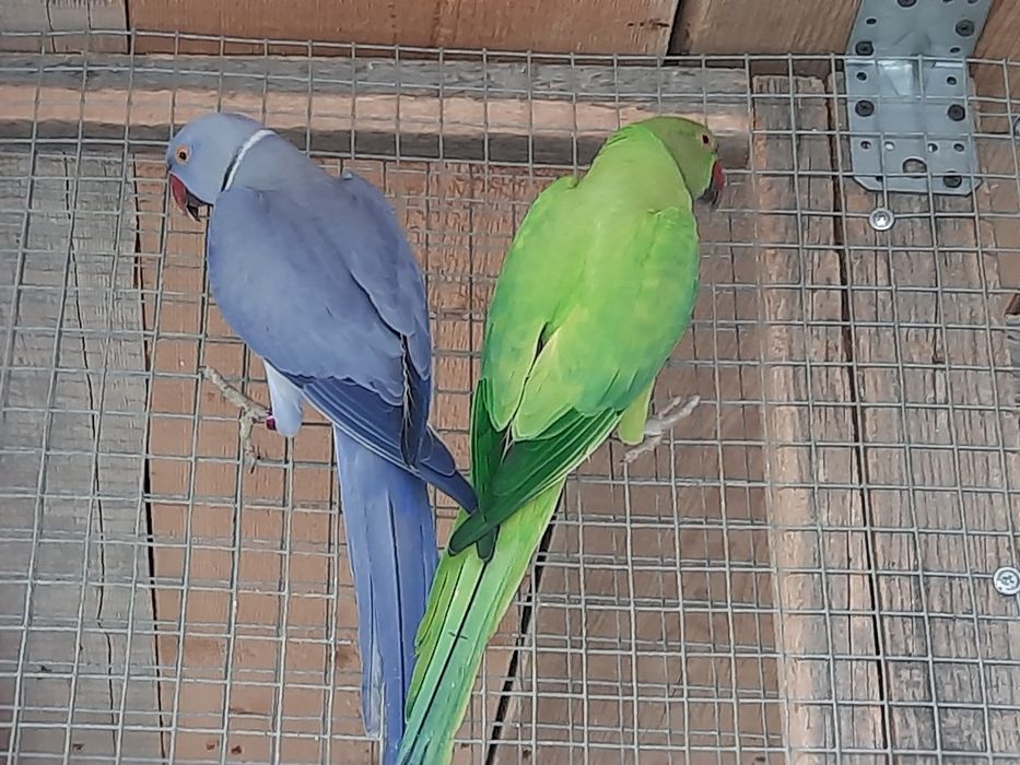 Sprzedam parę lęgową