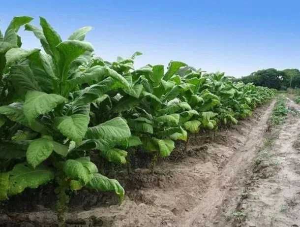 Sementes de Tabaco 2100+ e Manual de cultivo Virginia Gold