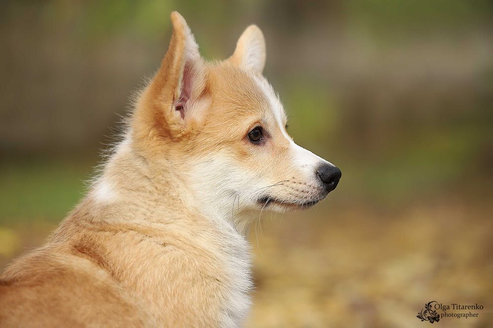 Вельш коргі пемброк