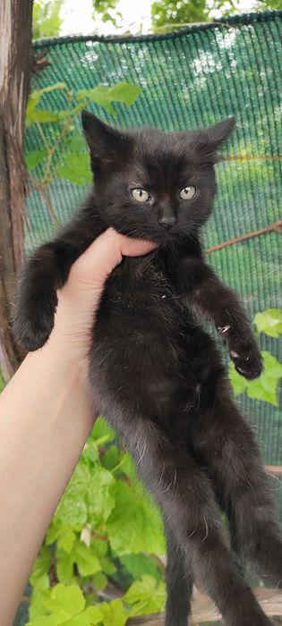Кошенята в добрі руки