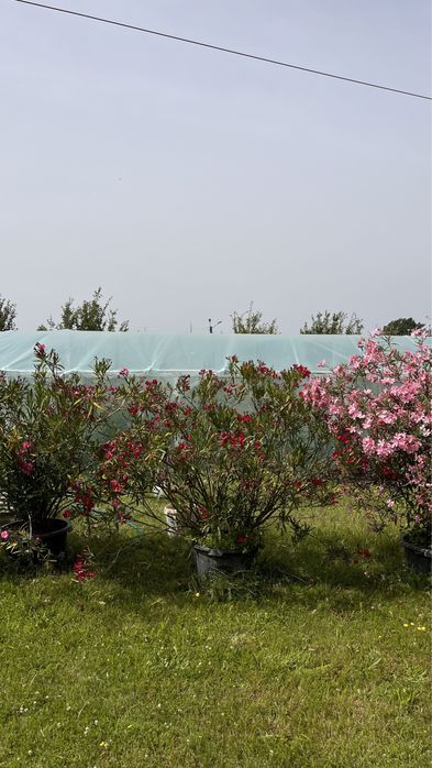 Oleander 10 letni 200-250cm