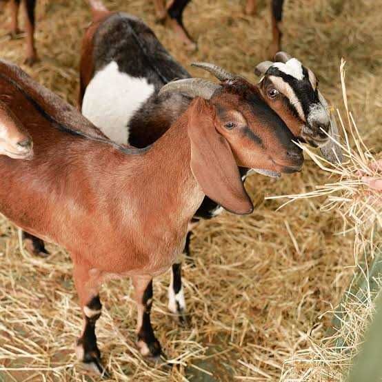 Козы англо нубийские