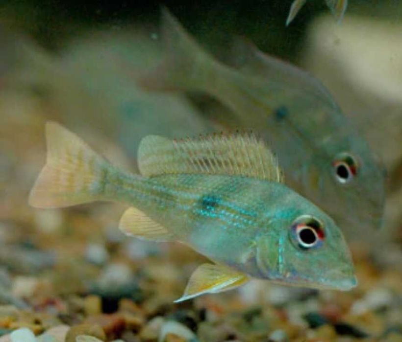 Ziemiojad altifrons RIO BRANCO - Geophagus - dowozimy, wysyłamy