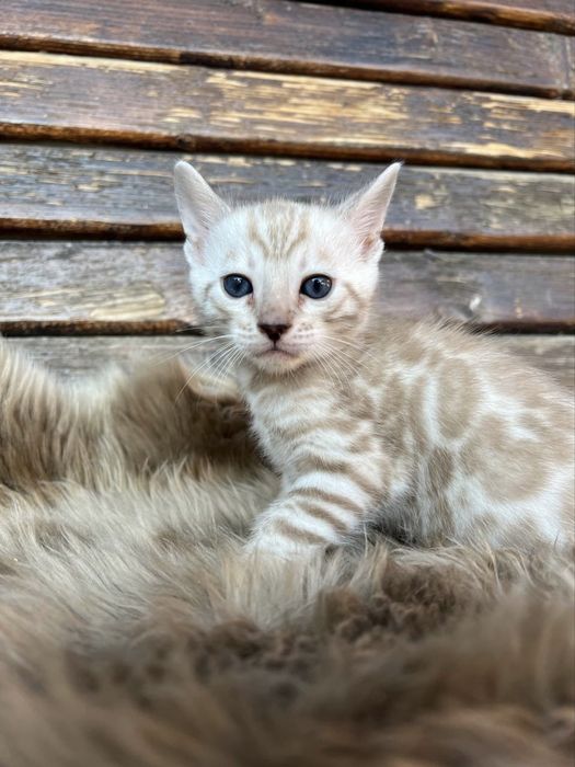 Котик сільвер мінк у розведення