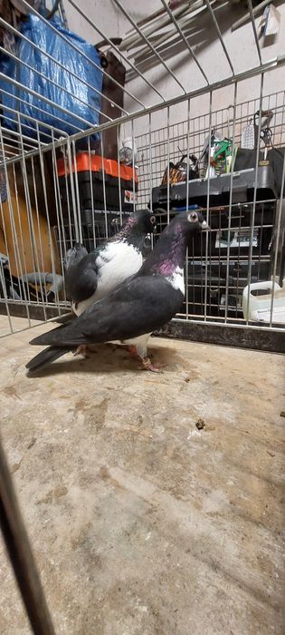 Czajki czarne samiec samica