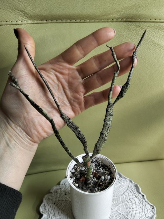 Интересные суккуленты